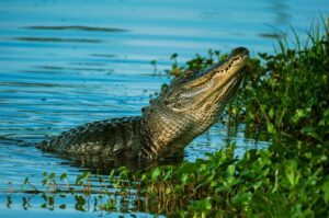 Close-up of an American alligator emerging from water in Lakeland, Florida wetlands.