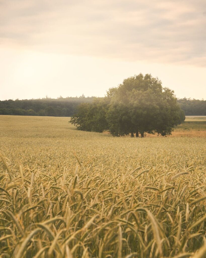 A serene wheat field under a soft sunrise light with lush trees in Germany.